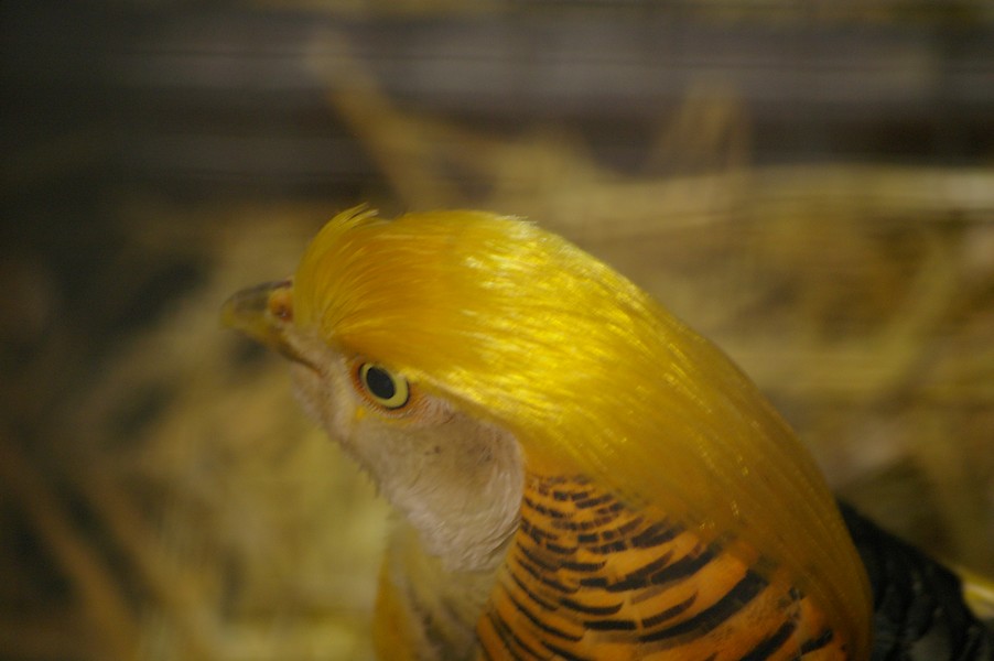 Salon de l agriculture et de la nature de l essonne: salon de l agriculture 082